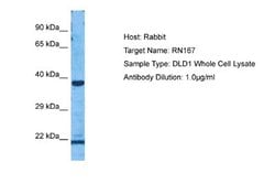 RNF167 Rabbit anti-Human, Polyclonal, Novus Biologicals 0.1ml; Unconjugated:Antibodies,